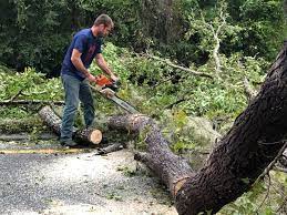 Best Stump Grinding and Removal  in West Unity, OH