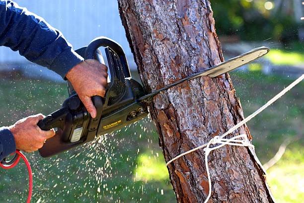 Leaf Removal in West Unity, OH