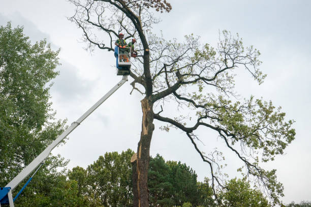 How Our Tree Care Process Works  in  West Unity, OH