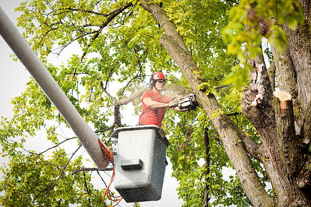 Professional Tree Care in West Unity, OH