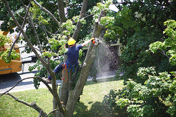 Best Tree Cabling and Bracing  in West Unity, OH